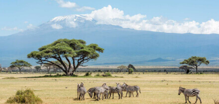 Condition d'obtention de visa pour les détenteurs de passeport$ s voyageant vers$ s